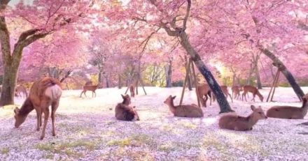 Cronache dal Giappone. La Sakura dei cervi.